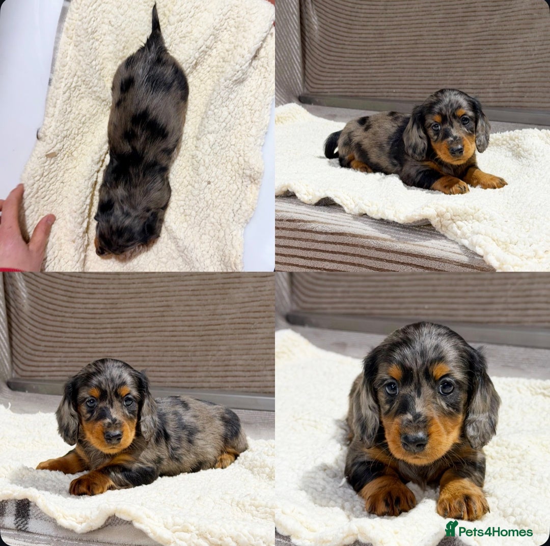 Miniature Dachshund dogs for sale: STUNNING LONG HAIRED KC MINI DACHSHUND PUPPIES - Advert 22
