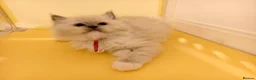 Ragdoll cats for sale: Loving Mitted Kittens – Ready for Homes - Advert 6