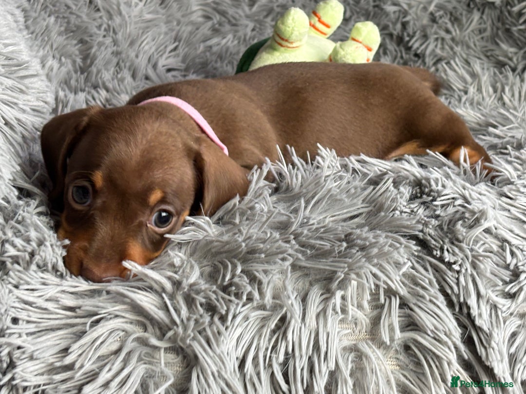 Miniature Dachshund dogs for sale: Last one available PRA Clear Miniature Dachshund  - Advert 13