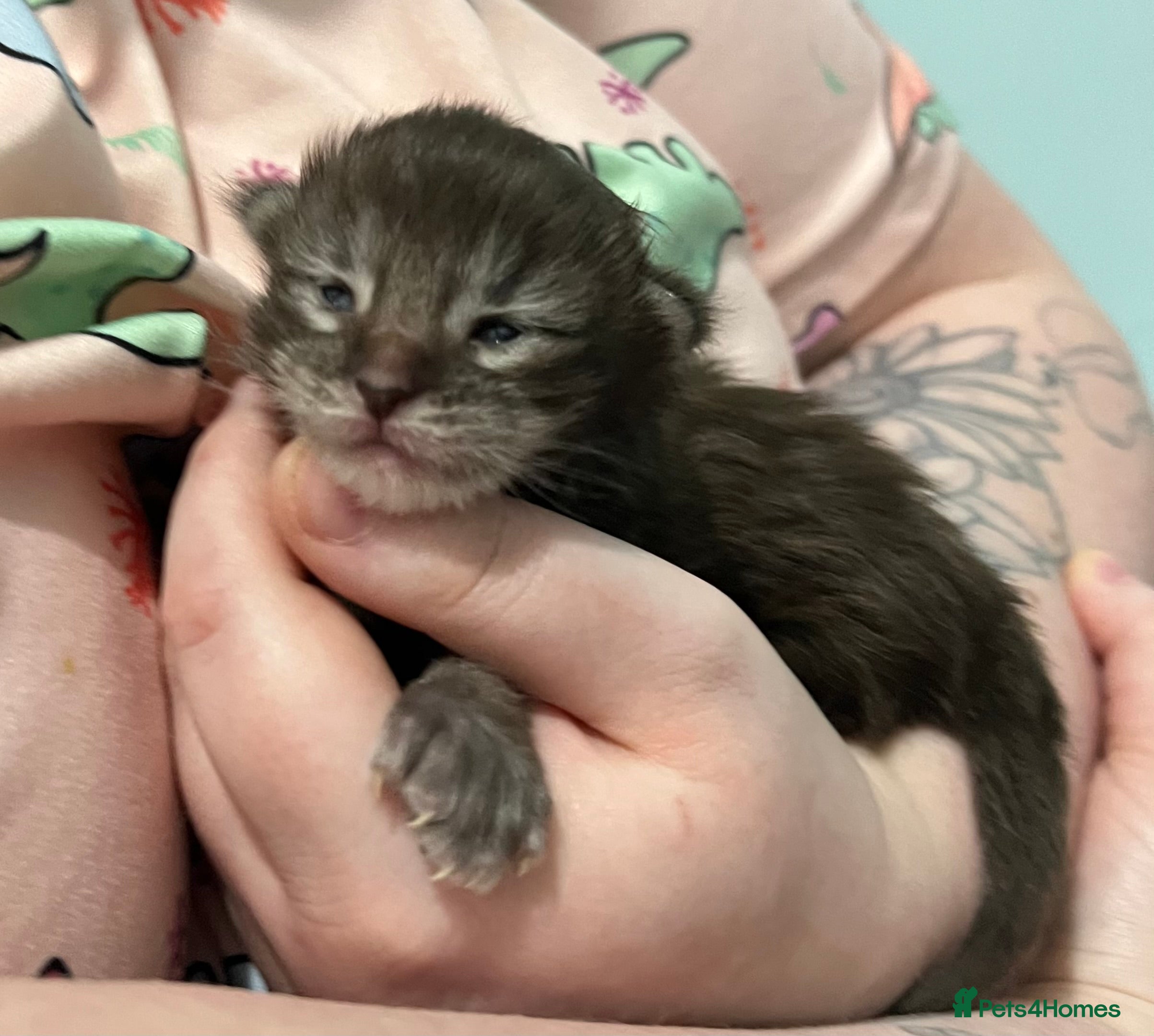 Maine Coon cats Polydactyl Maine Coon Kittens for Sale - Advert 2