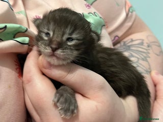 Maine Coon cats Polydactyl Maine Coon Kittens for Sale - Advert 2