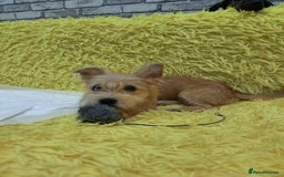 Mixed Breed dogs for adoption: 💖🐶 NIKOLETTA 🐶💖 - Image 17