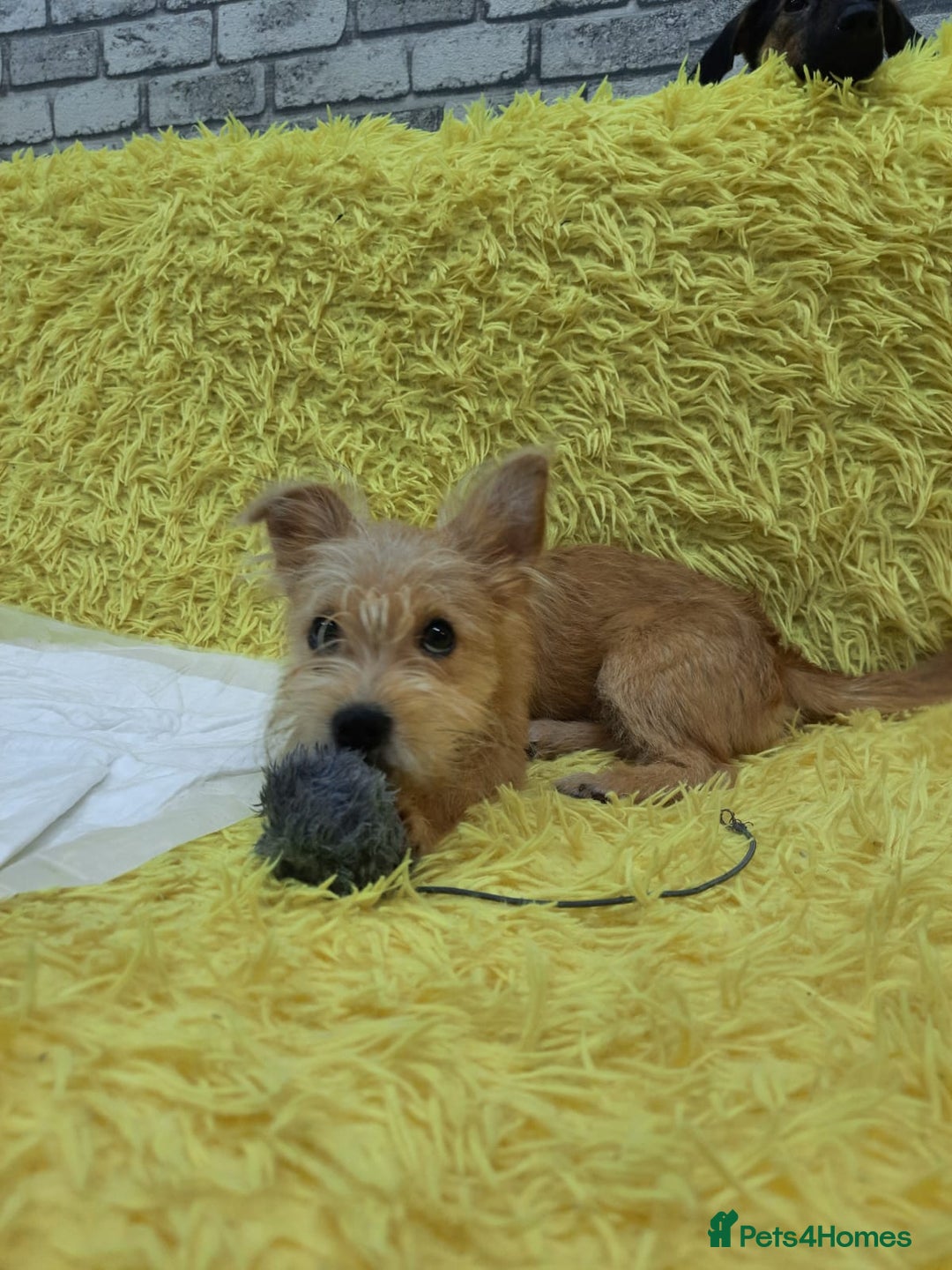 Mixed Breed dogs for adoption: 💖🐶 NIKOLETTA 🐶💖 - Image 17