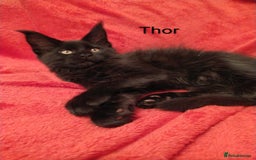 Maine Coon cats for sale: XL beautiful Maine coon gccf kittens for sale  - Advert 2