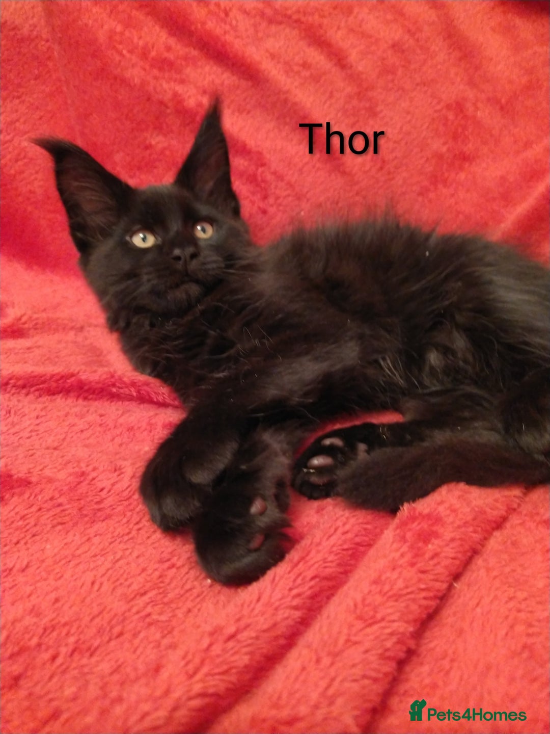 Maine Coon cats for sale: XL beautiful Maine coon gccf kittens for sale  - Advert 2