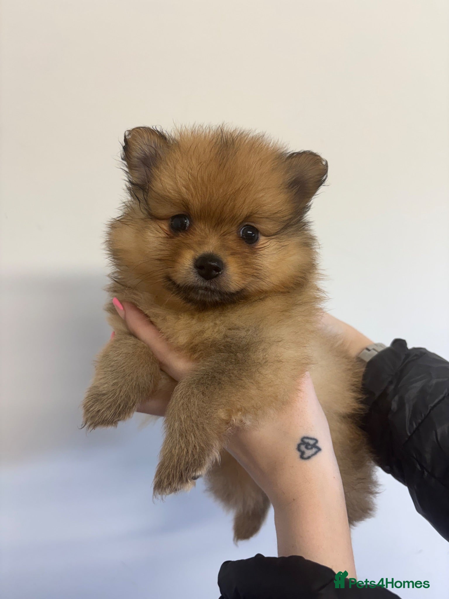 Pomeranian dogs Pomeranian Puppies  - Advert 16