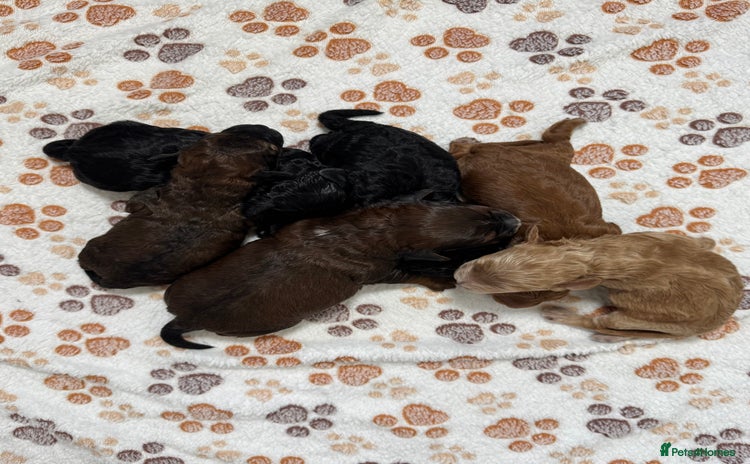 Cockapoo dogs - Advert 13