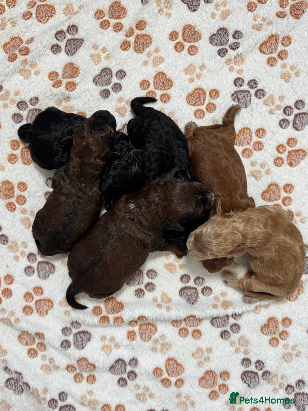 Cockapoo dogs for sale: Beautiful Fully Health Tested Cockapoos - Image 1