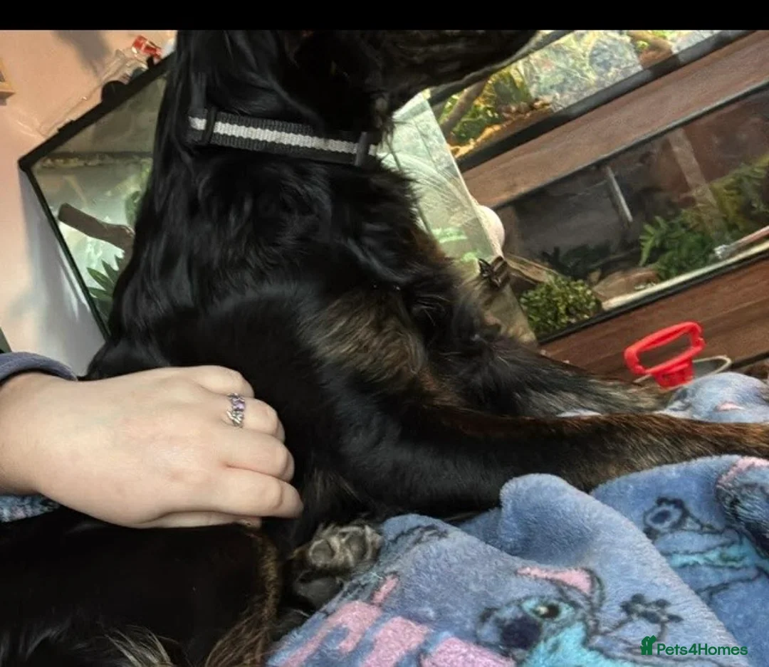 Mixed Breed dogs for sale: Beautiful collie cross cockerpoo  - Advert 2