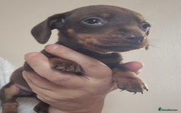 Miniature Dachshund dogs for sale: Miniature daushund puppies  - Image 6