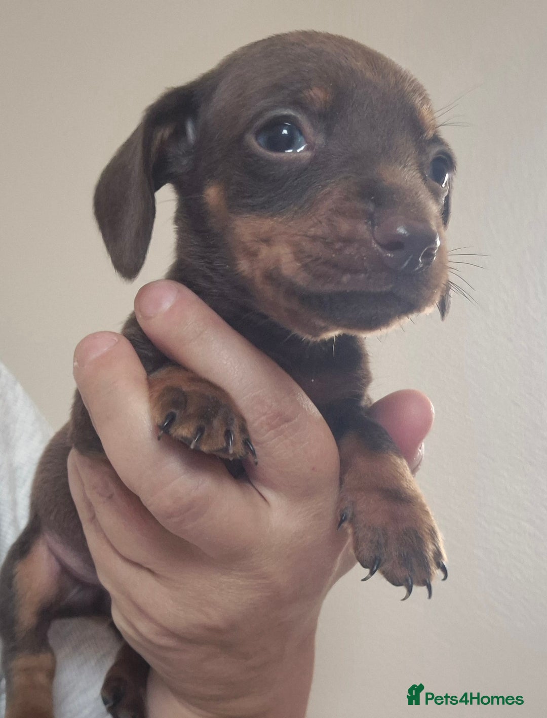 Miniature Dachshund dogs for sale: Miniature daushund puppies  - Image 6