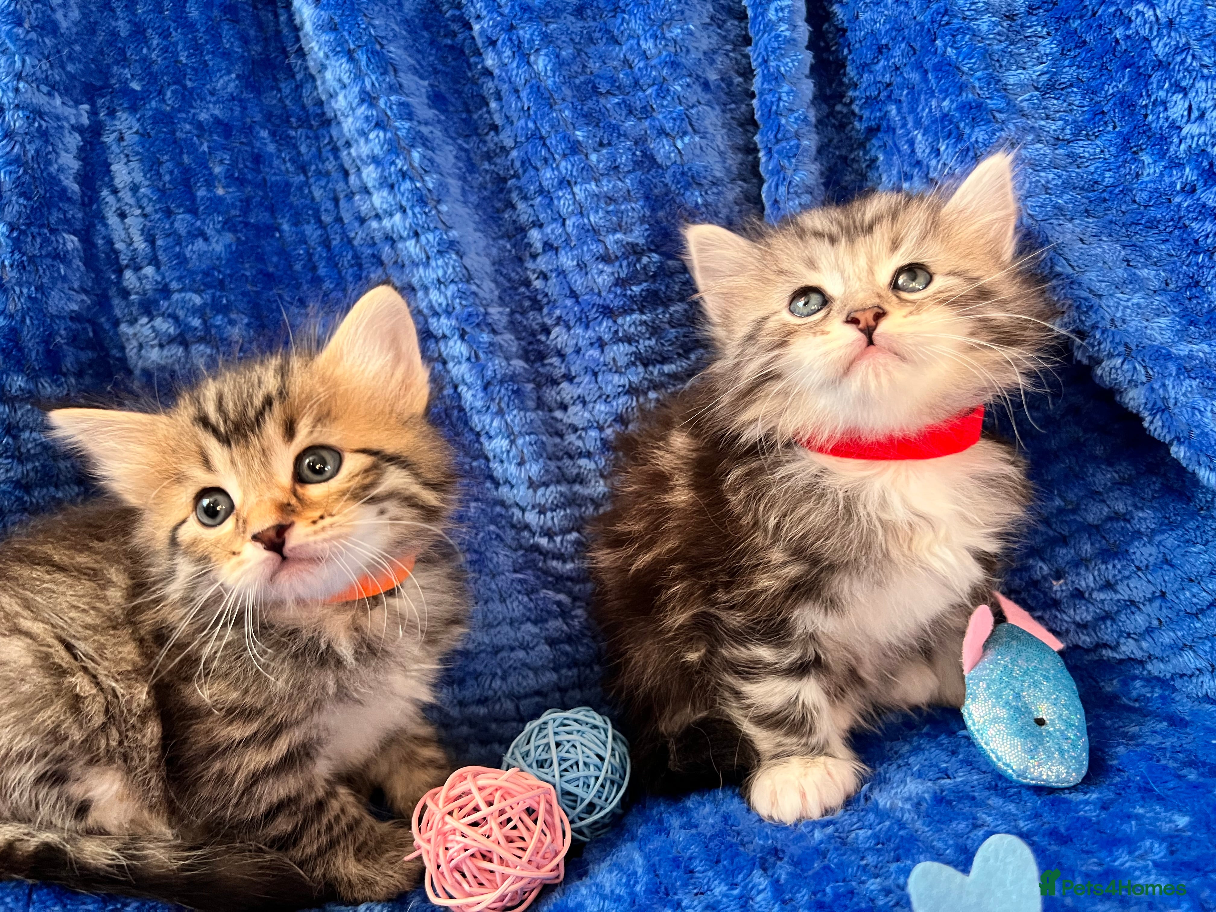 Siberian cats 🩶🩵Traditional Siberian Babies🩵🩶 - Advert 1