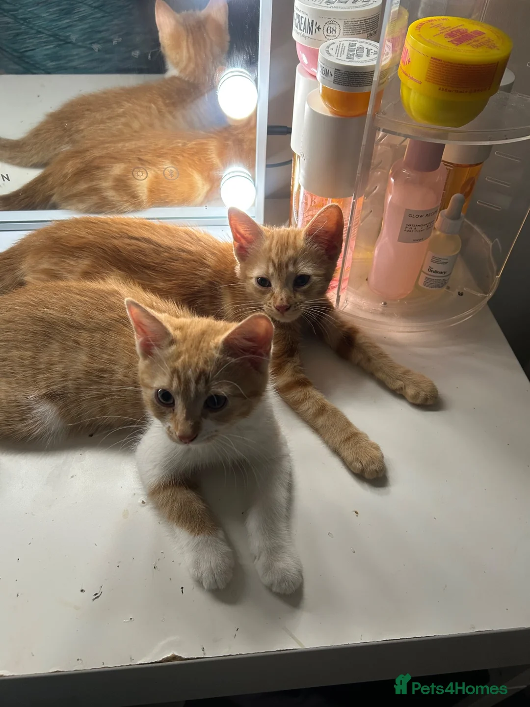 Mixed Breed cats for sale: Female Kitten  in Burry Port - Advert 3
