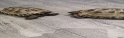 Tortoise reptiles for sale: Horse tortoises in Harrogate - Advert 2