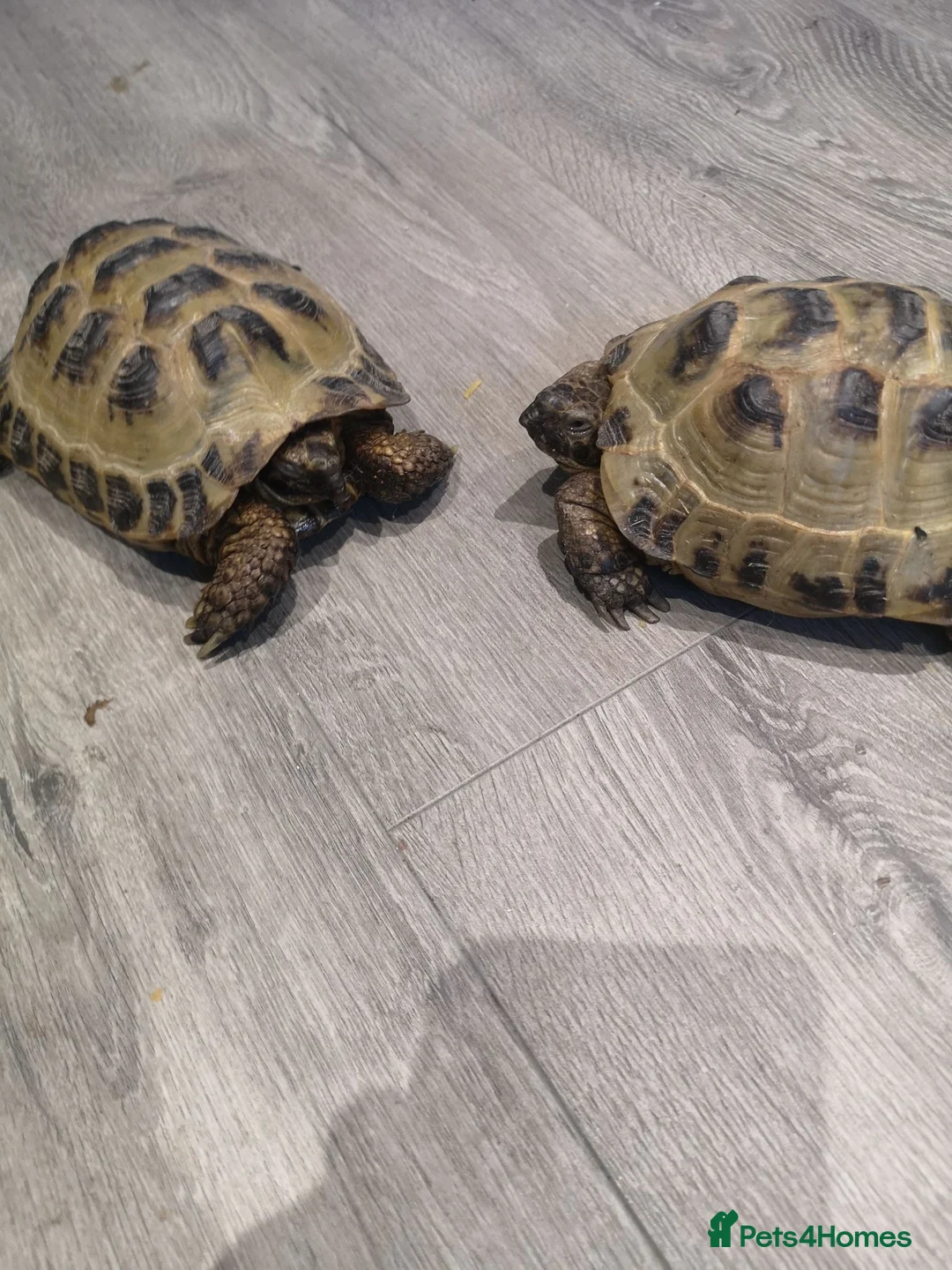 Tortoise reptiles for sale: Horse tortoises in Harrogate - Advert 2