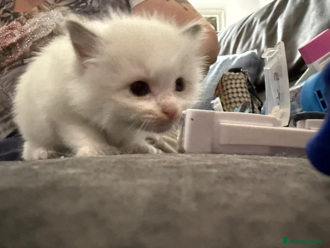 Ragdoll cats for sale: Beautiful fluffy chunky Ragdoll kittens - Advert 2