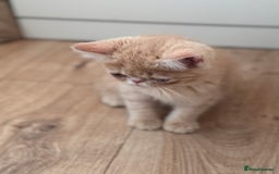Persian cats for sale: Persian kittens ready now  - Image 3