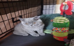 British Shorthair cats for sale: 3 Left Blue BSH Kittens Healthy GCCF Pedigree  - Image 18