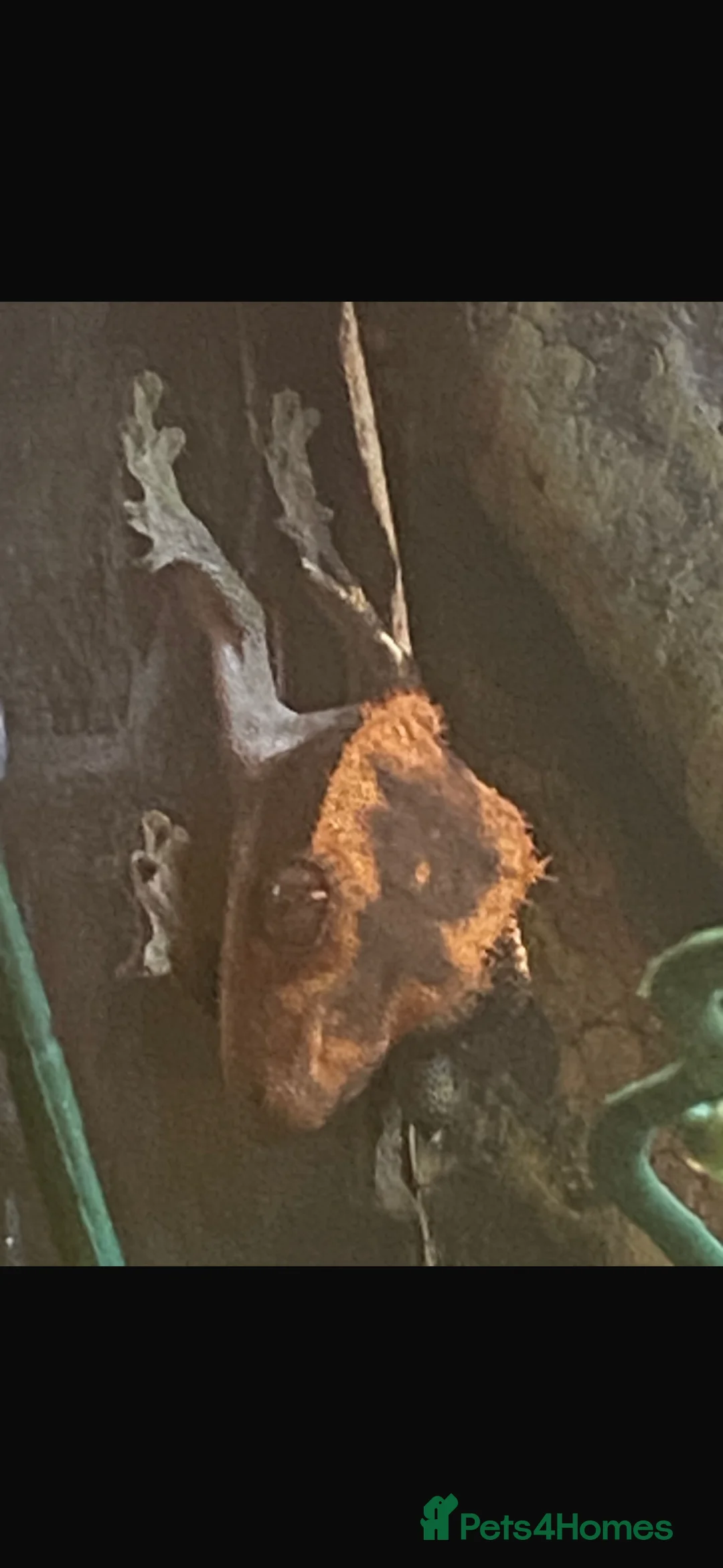 Gecko reptiles for sale: 3 year old Gecko and enclosure  in Strathaven - Advert 1