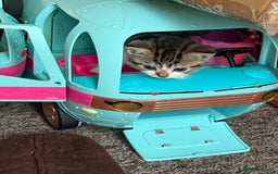 Mixed Breed cats for sale: Beautiful kittens ready for new home  - Image 23