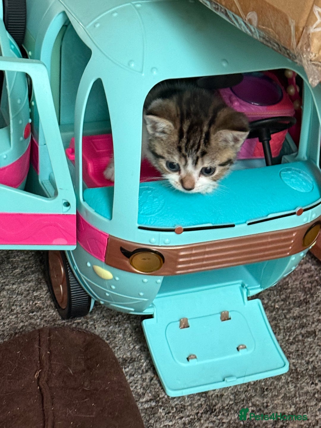 Mixed Breed cats for sale: Beautiful kittens ready for new home  - Image 23
