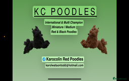 Miniature Poodle dogs for sale: Exquisite, DNA clear, puppies,  Slaves wanted! - Image 10