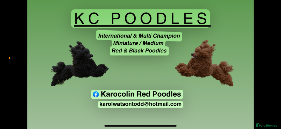 Miniature Poodle dogs for sale: Exquisite, DNA clear, puppies,  Slaves wanted! - Image 10