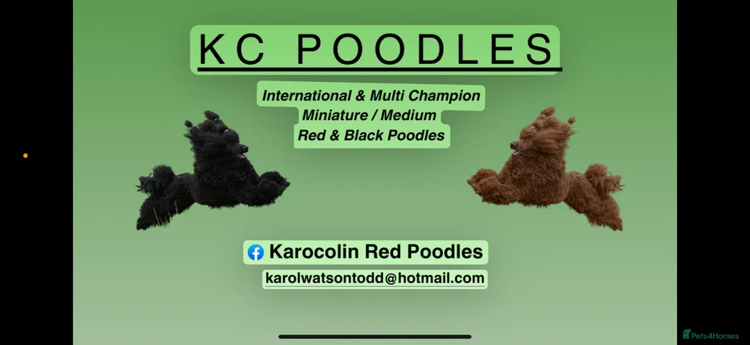 Miniature Poodle dogs for sale: Top Quality, DNA clear, READY NOW! fully vacced - Advert 18