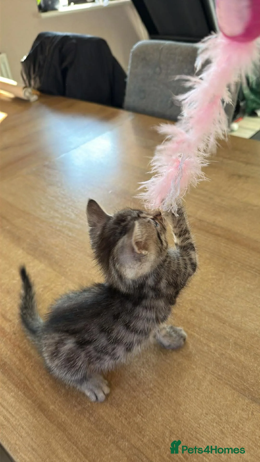 Bengal cats for sale: 4 Bengal Kittens Available – Playful & Friendly - Advert 3