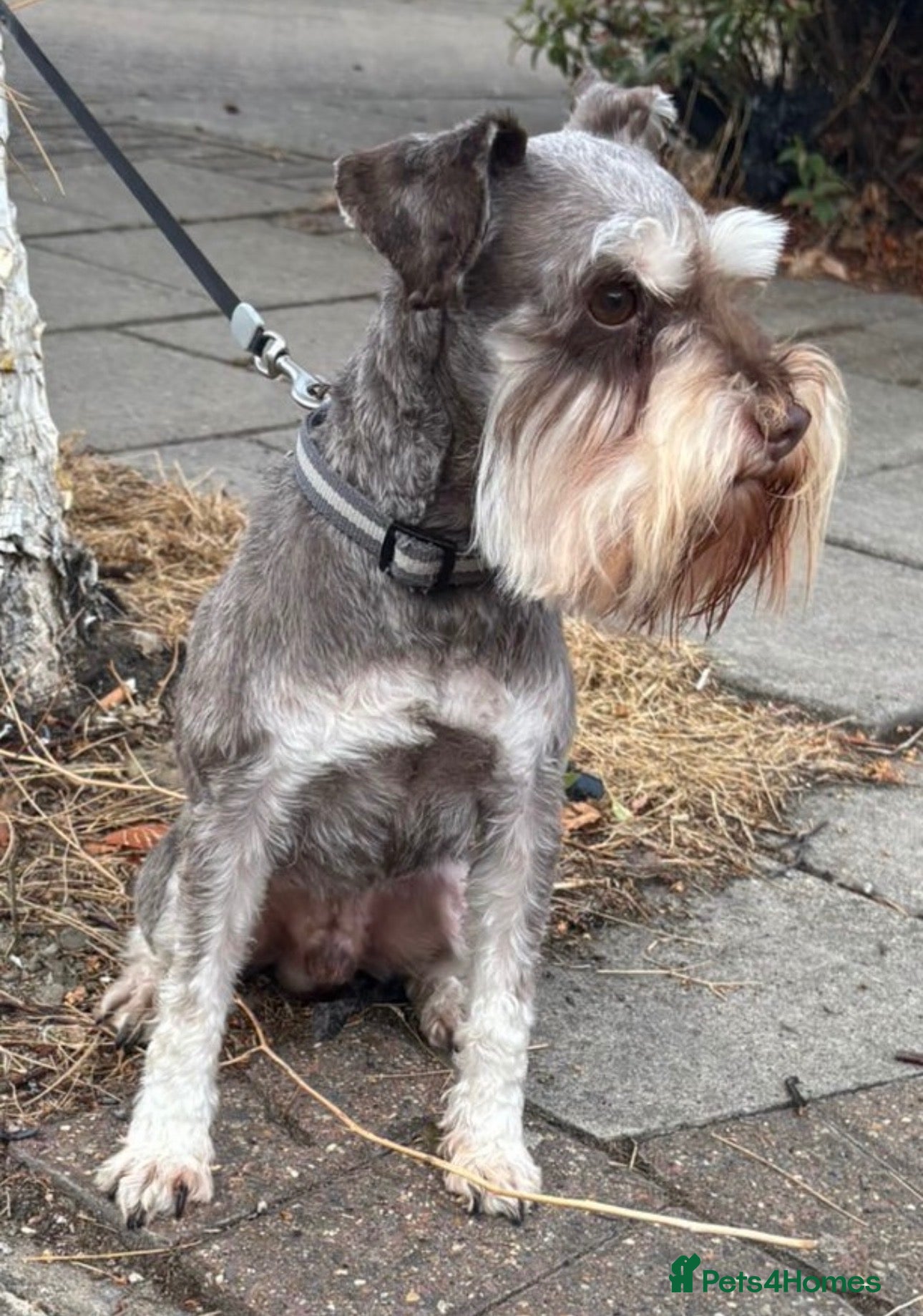 Miniature Schnauzer dogs ✨ TINY 5kg ✨CHOCOLATE SCHNAUZER ✨KC HEALTH TESTED  - Advert 2