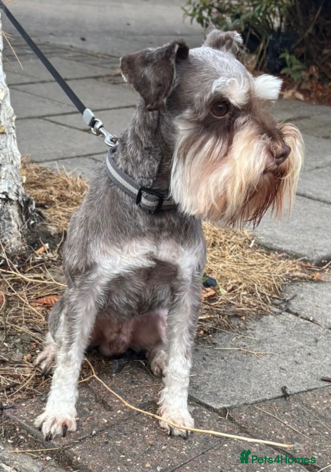 Miniature Schnauzer dogs for stud: ✨ TINY 5kg ✨CHOCOLATE SCHNAUZER ✨KC HEALTH TESTED  - Advert 2