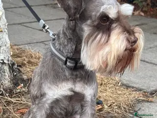 Miniature Schnauzer dogs ✨ TINY 5kg ✨CHOCOLATE SCHNAUZER ✨KC HEALTH TESTED - Advert 2