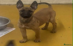 Belgian Shepherd Dog dogs for sale: Belgian shepherd pups REDUCED,! - Image 2