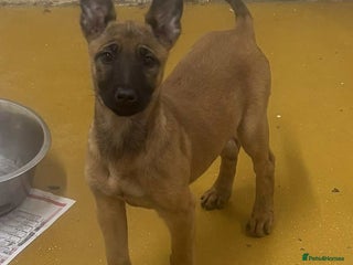 Belgian Shepherd Dog dogs - Advert 6