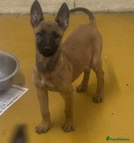 Belgian Shepherd Dog dogs - Advert 1