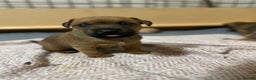 Patterdale Terrier dogs for sale: 5 Gorgeous Patterdale Puppies  - Advert 27