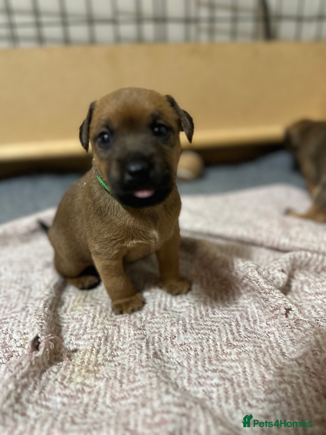 Patterdale Terrier dogs for sale: 5 Gorgeous Patterdale Puppies  - Advert 27