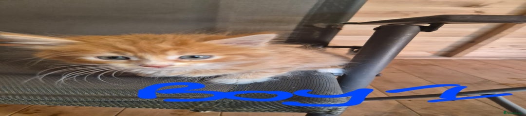 Mixed Breed Kitten 1