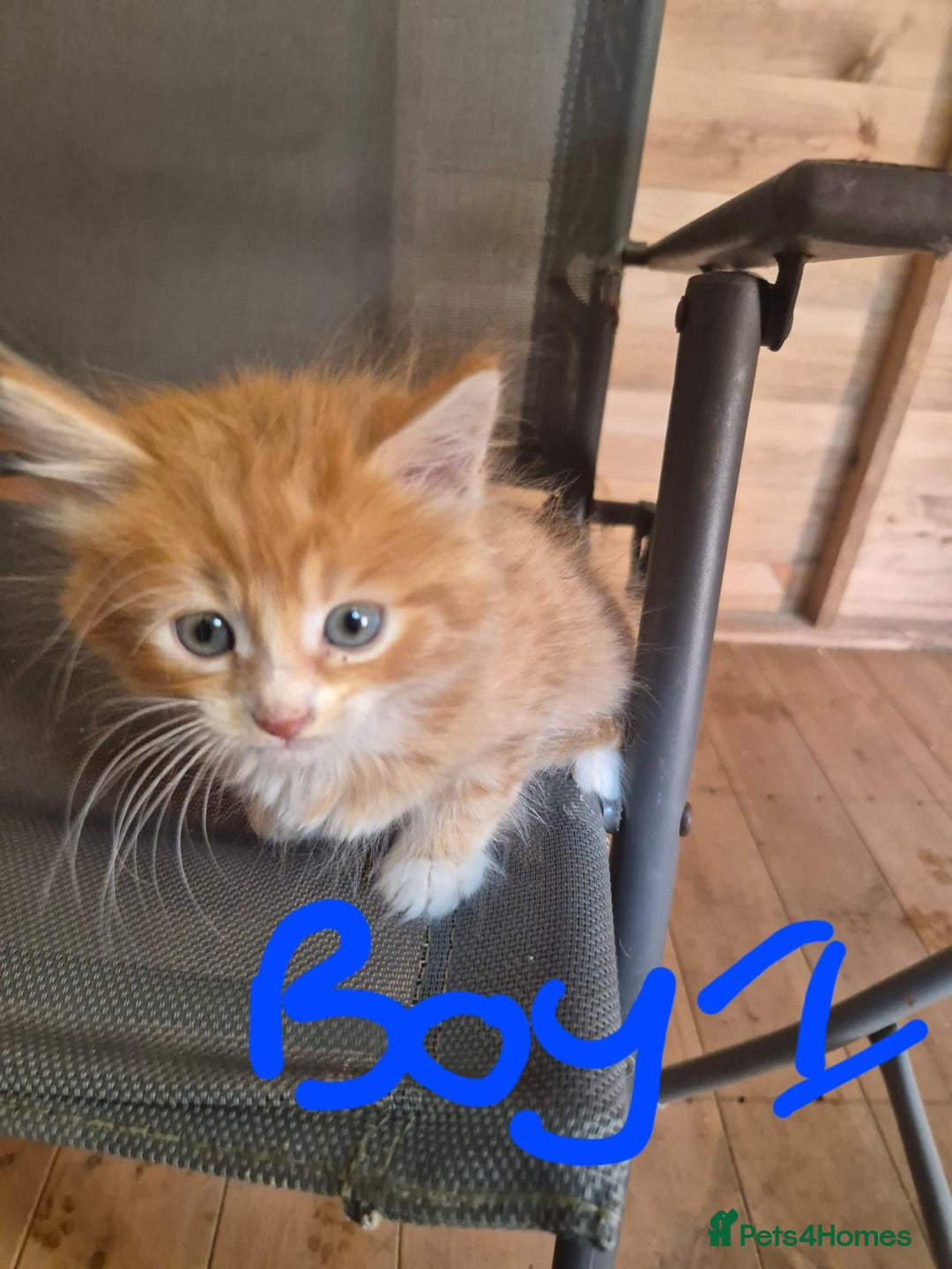 Mixed Breed cats for sale: 5 ginger kittens looking for new home  - Image 4