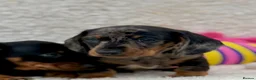 Dachshund dogs for sale: Gorgeous miniature dachshund puppies  - Advert 21