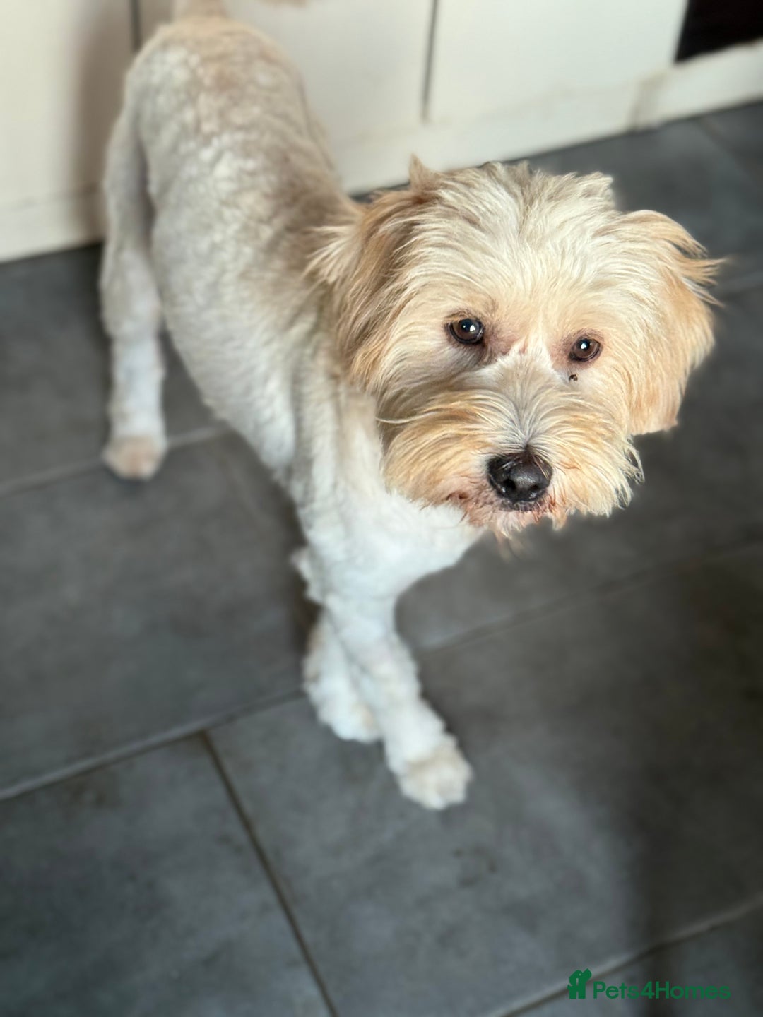 Tibetan Terrier dogs for adoption: Sweet Barney looking for LOVE - Image 4