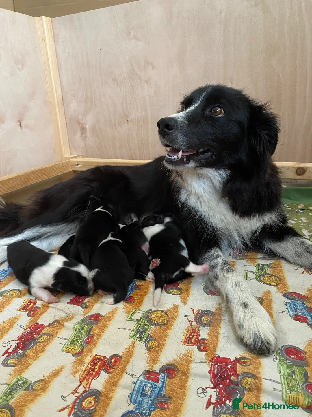 Border Collie dogs for sale: Border collie puppies  in Norwich - Advert 2