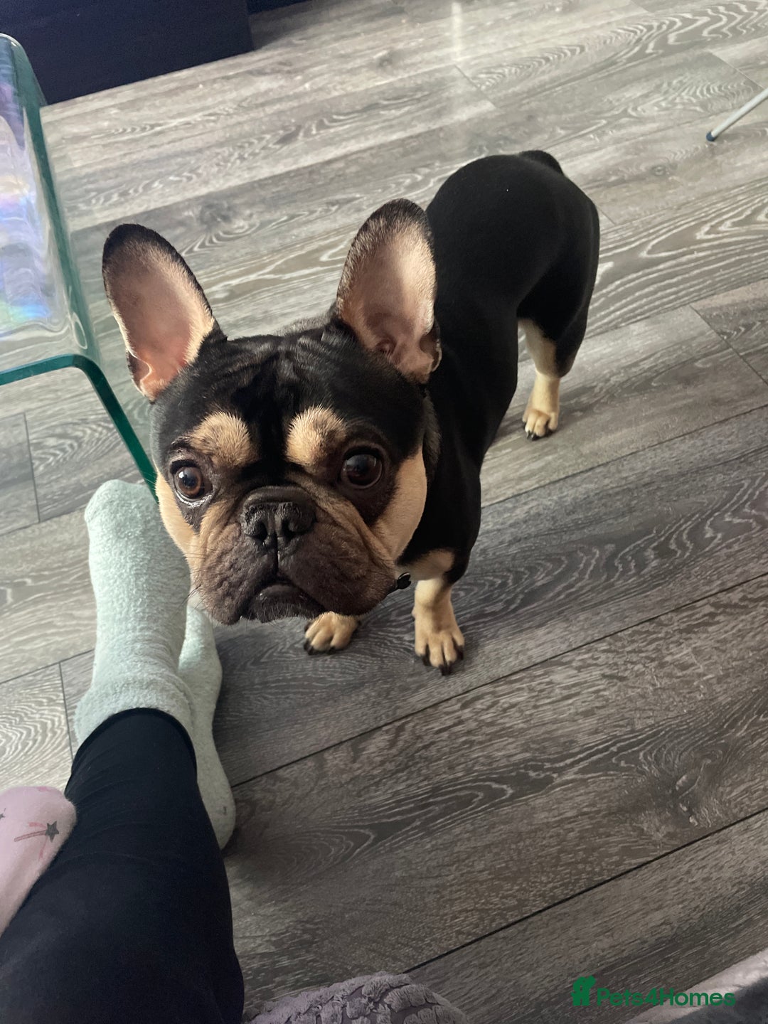 French Bulldog dogs for sale: 18 month old male black and brown French bulldog  - Advert 1
