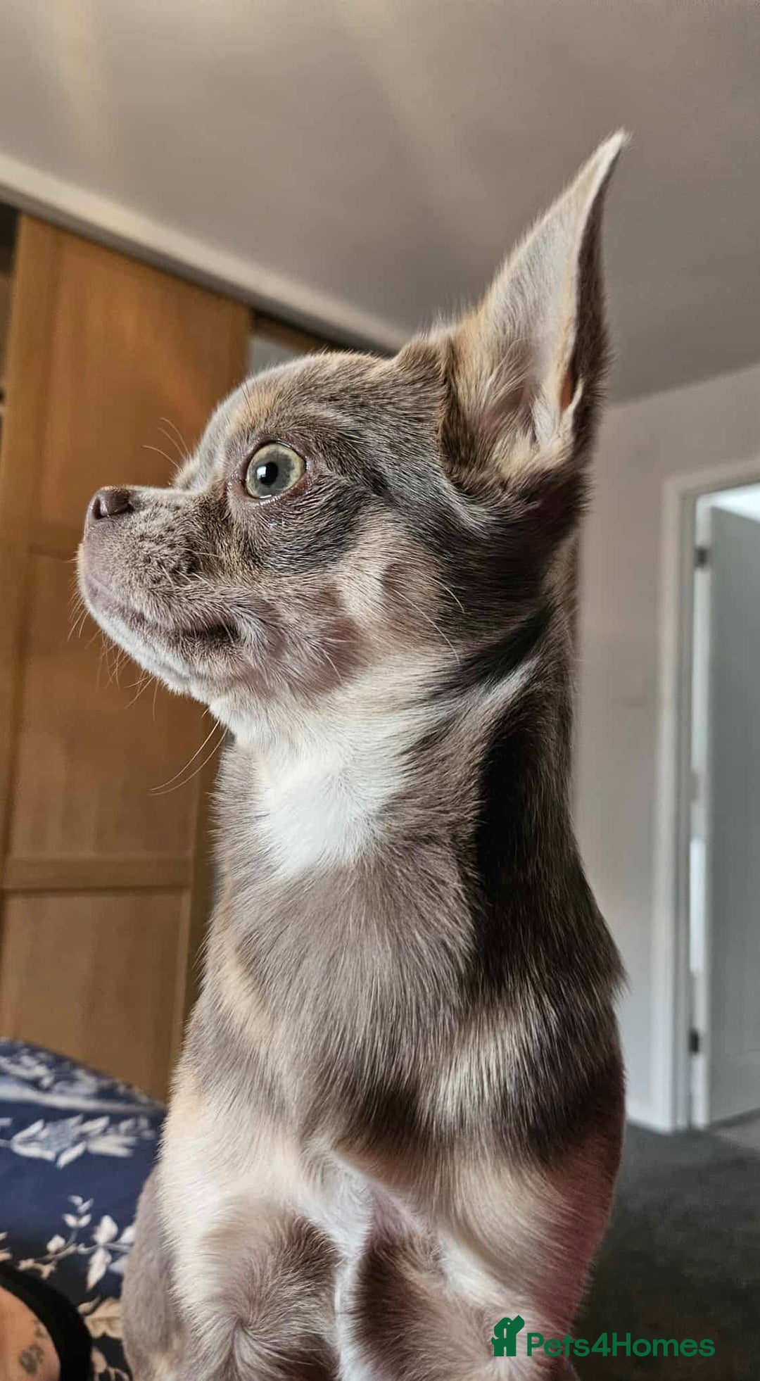 Chihuahua dogs for sale: 9 month old Girl - Image 1