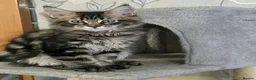 Maine Coon cats for sale: Tested SMA,PK,HCM,boy and girls.Maine Coon Kittens - Advert 12