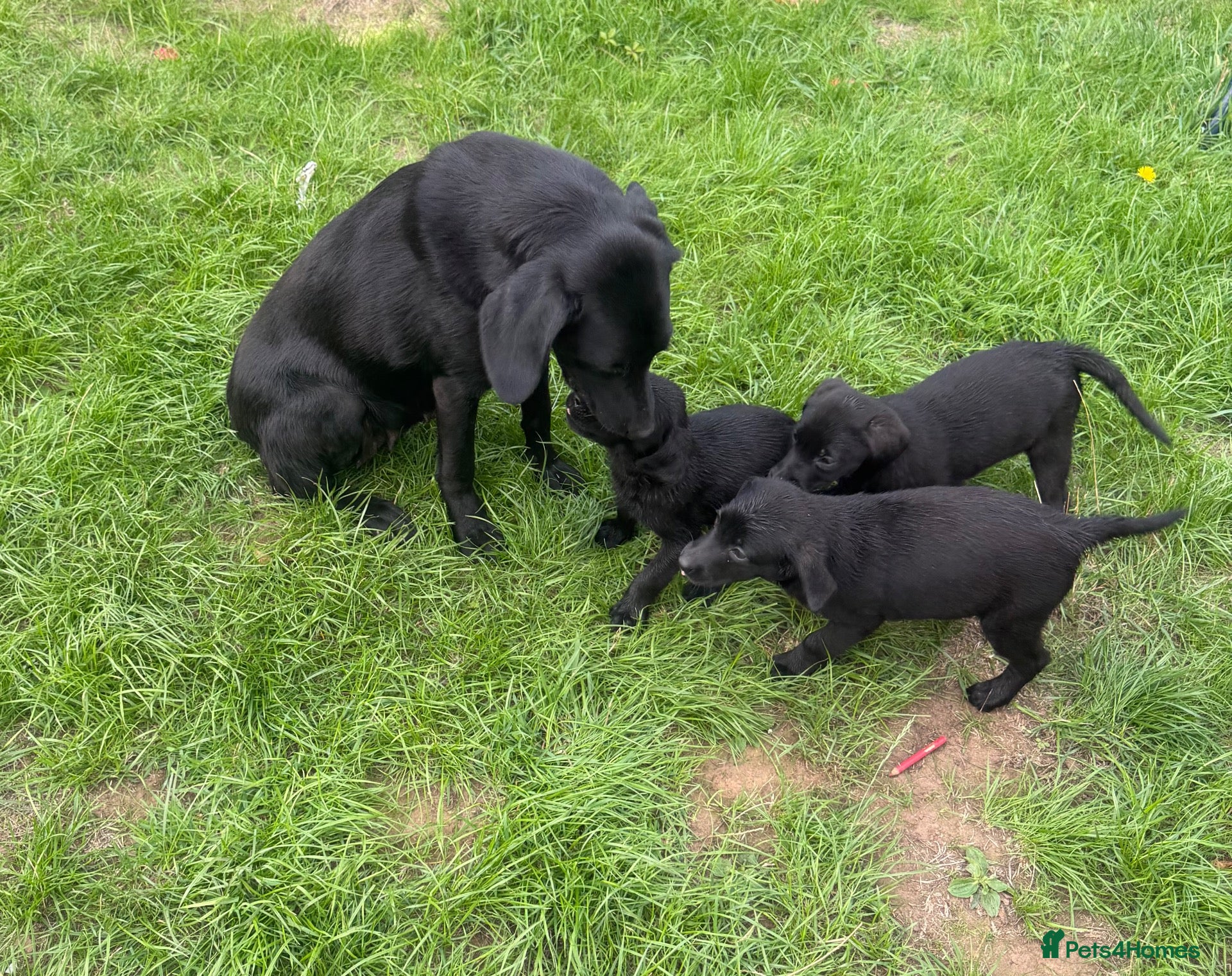 Labrador Retriever dogs Excellent breed KC labs fended Harold  lines  - Advert 1