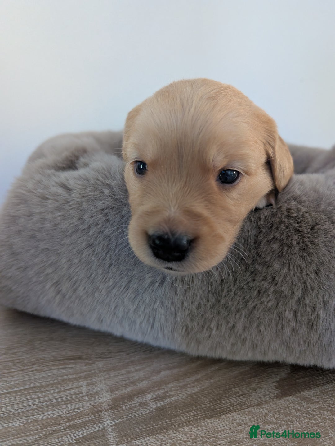 Golden Retriever dogs for sale: Beautiful Golden retriever puppies  - Image 10