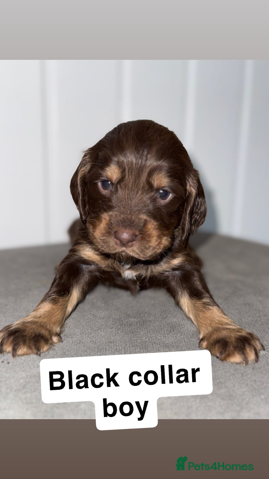 Sprocker dogs for sale: Sprocker puppies - Image 19