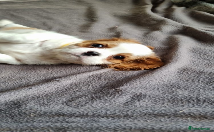 Cavalier King Charles Spaniel dogs - Advert 7