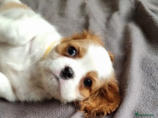 Cavalier King Charles Spaniel dogs - Advert 1